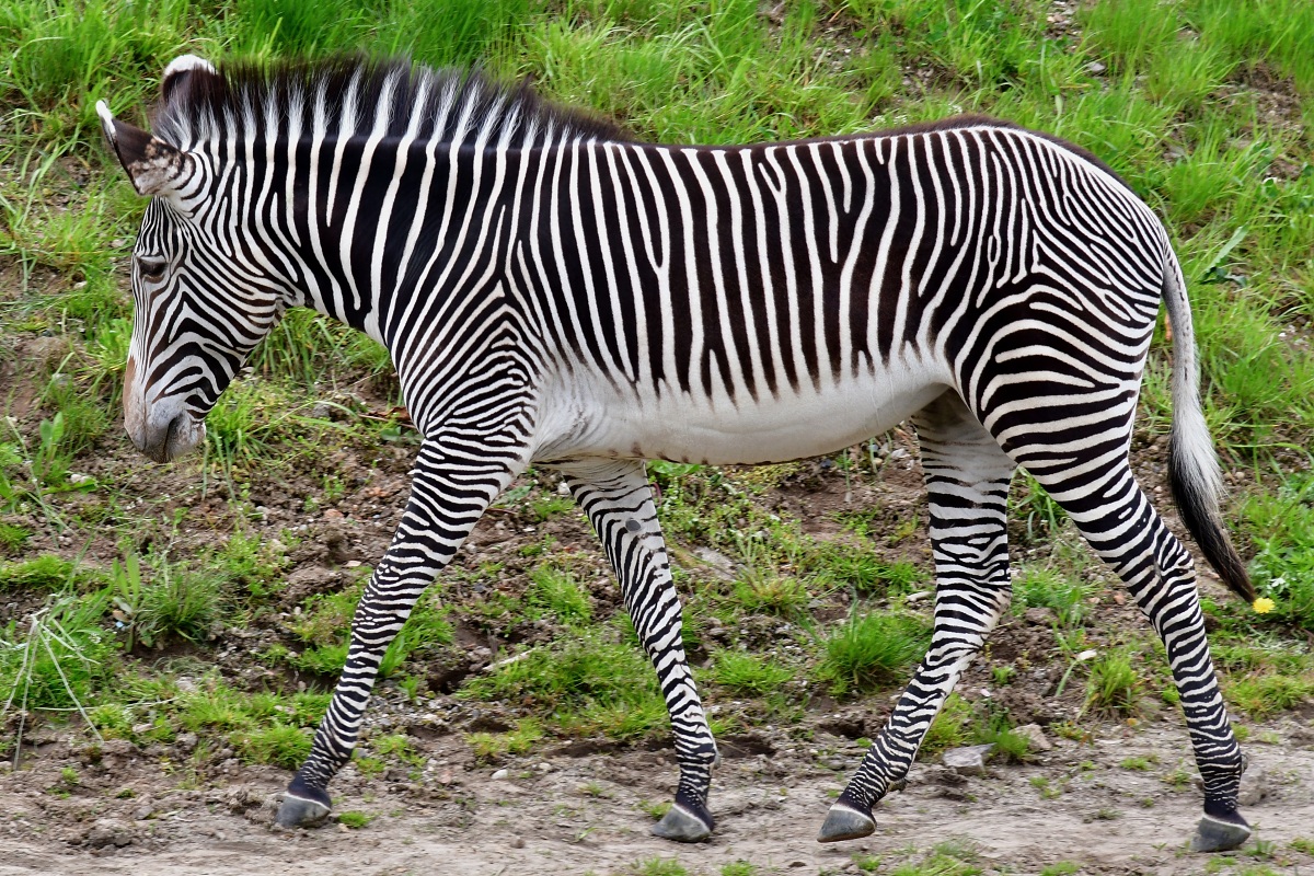 equus grevyi / zebra Grvyho