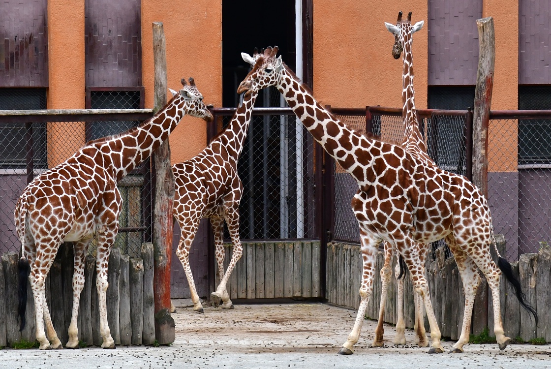 irafa sovan / giraffa reticulata