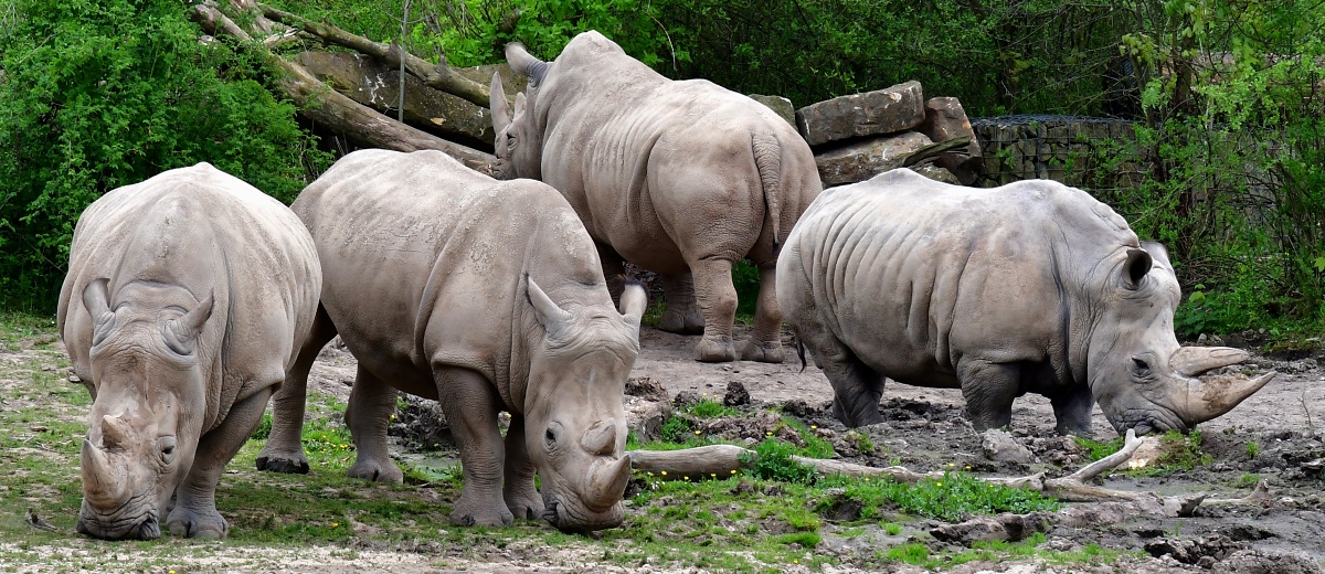 nosoroec tuponos / ceratotherium simum