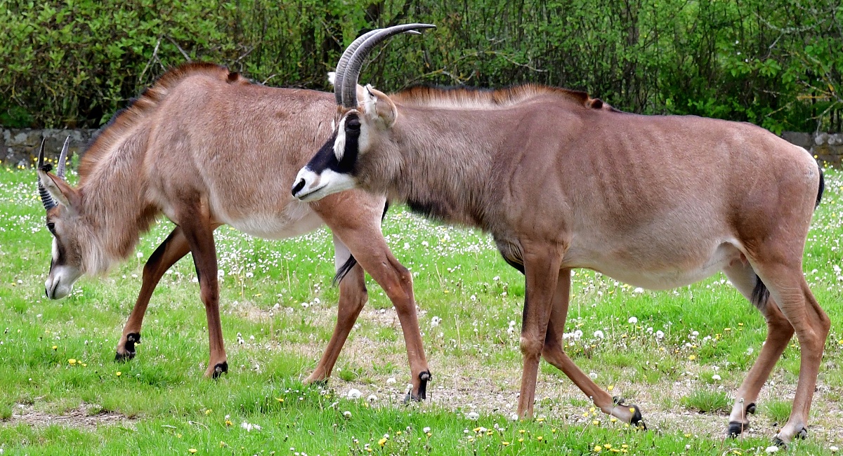 antilopa kosk / hippotragus equinus equinus