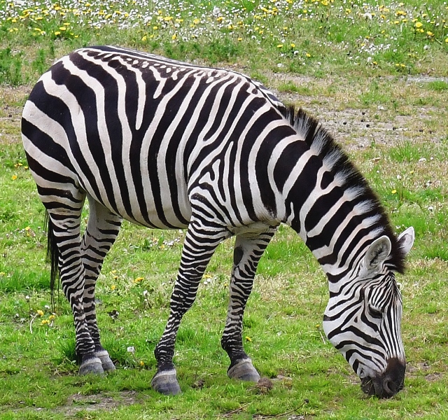 zebra Bhmova / equus quagga boehmi