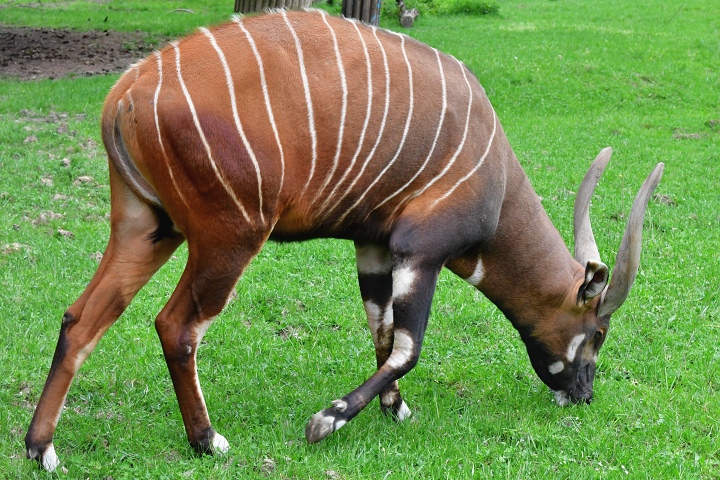 tragelaphus eurycerus isaaci / bongo horsk