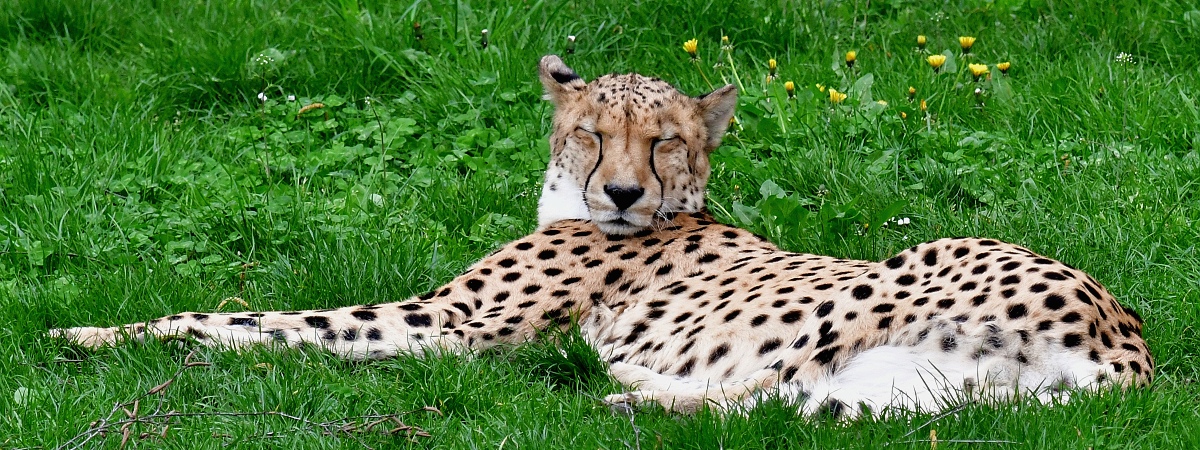 acinonyx jubatus jubatus / gepard kapsk