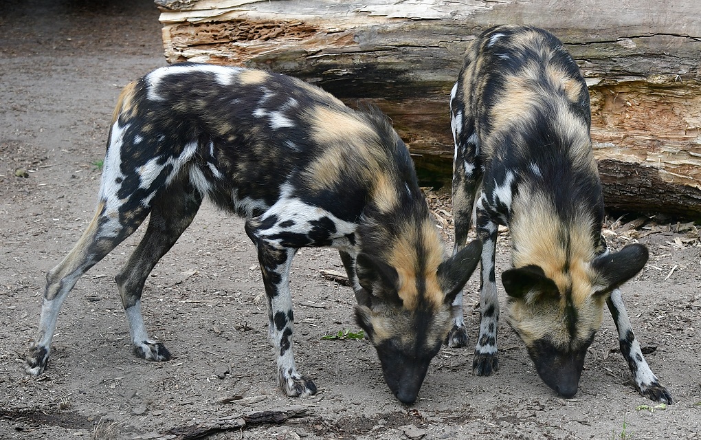 pes hyenov / lycaon pictus