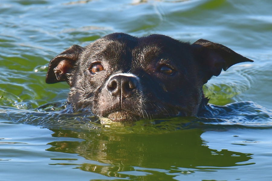 canis familiaris, 'Staffordshire bullterrier' / pes domc, 'stafordrsk bulterir'