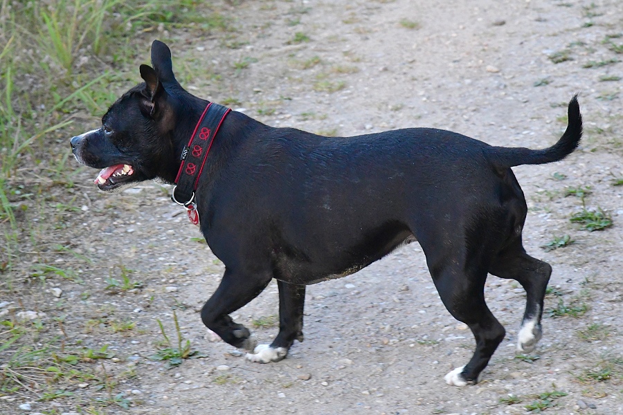 pes domc, 'stafordrsk bulterir' / canis familiaris, 'Staffordshire bullterrier'