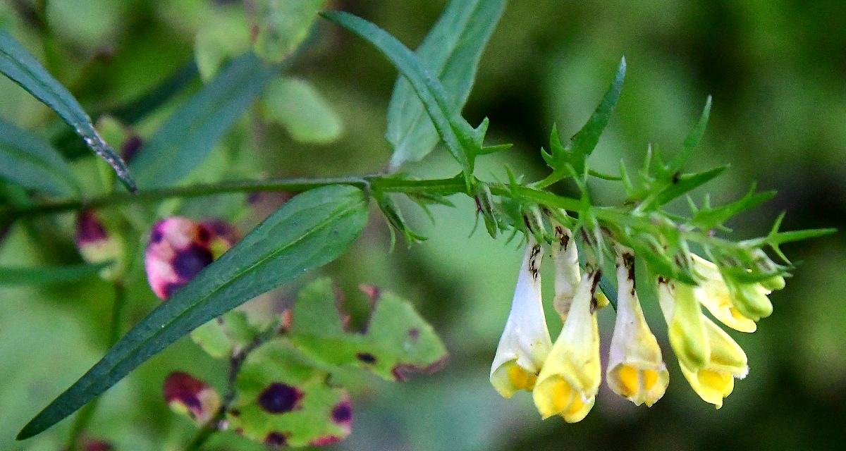 ern lun / melampyrum pratense