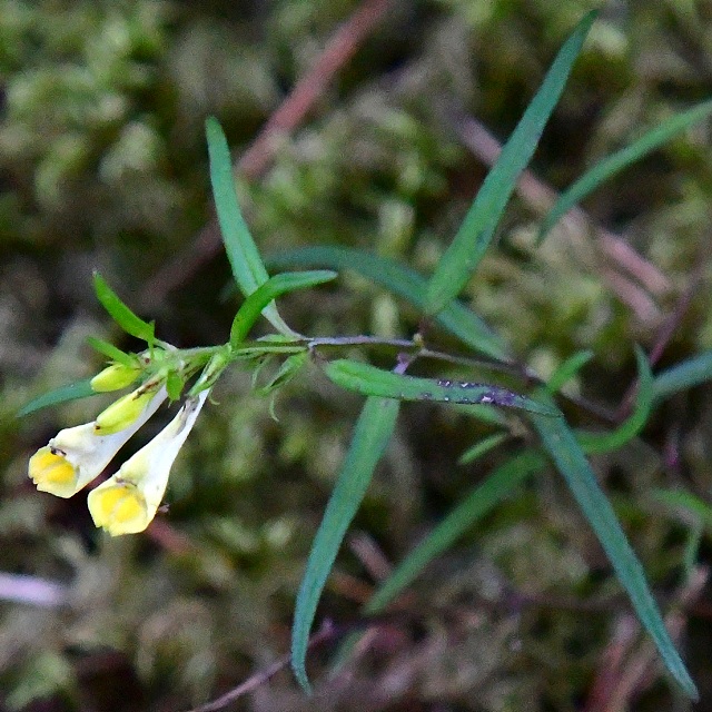 ern lun / melampyrum pratense