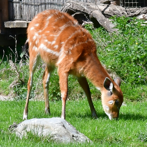 sitatunga zpadoafrick / tragelaphus gratus