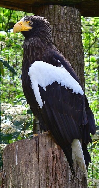 orel vchodn / haliaeetus pelagicus