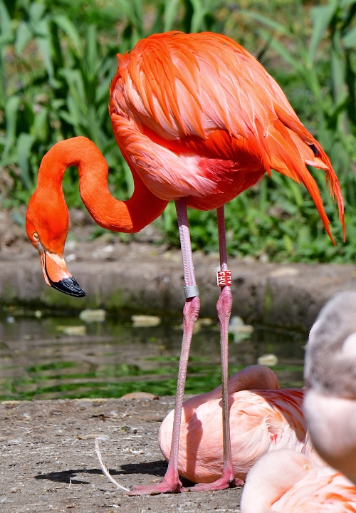 plamek americk / phoenicopterus ruber