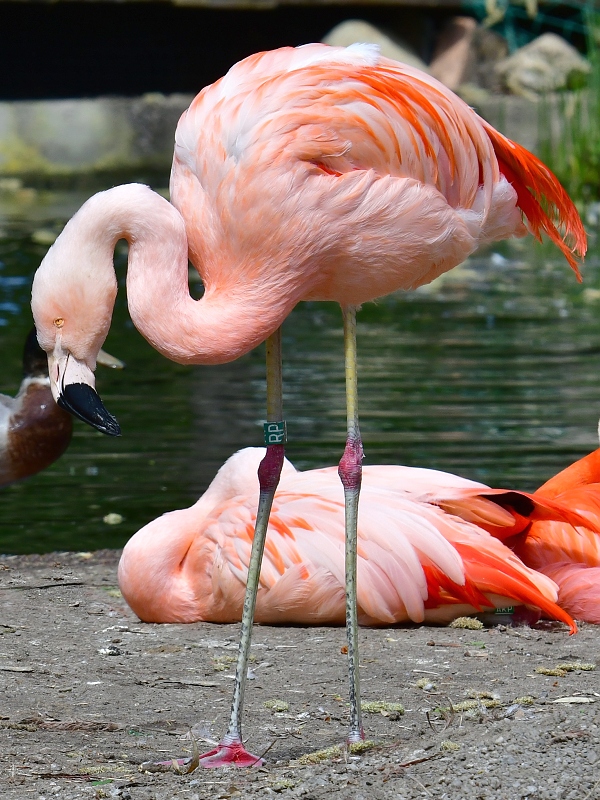 plamek chilsk / phoenicopterus chilensis