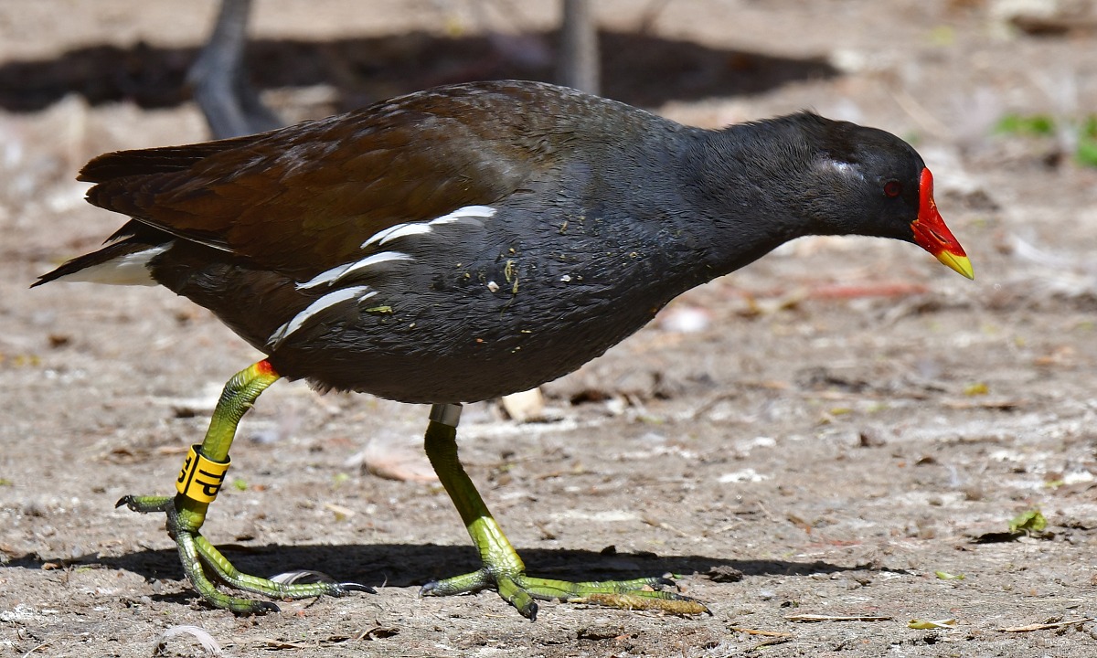 slpka zelenonoh euroasijsk / gallinula chloropus chloropus