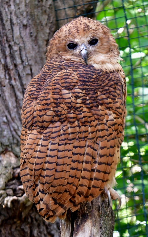 ketupa Pelova / scotopelia peli