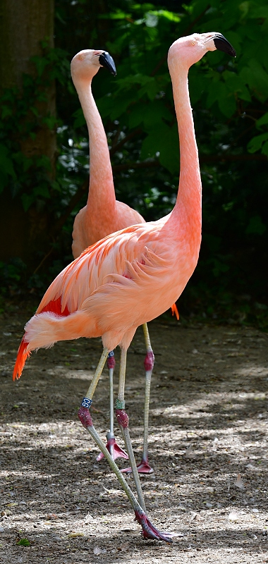 plamek chilsk / phoenicopterus chilensis