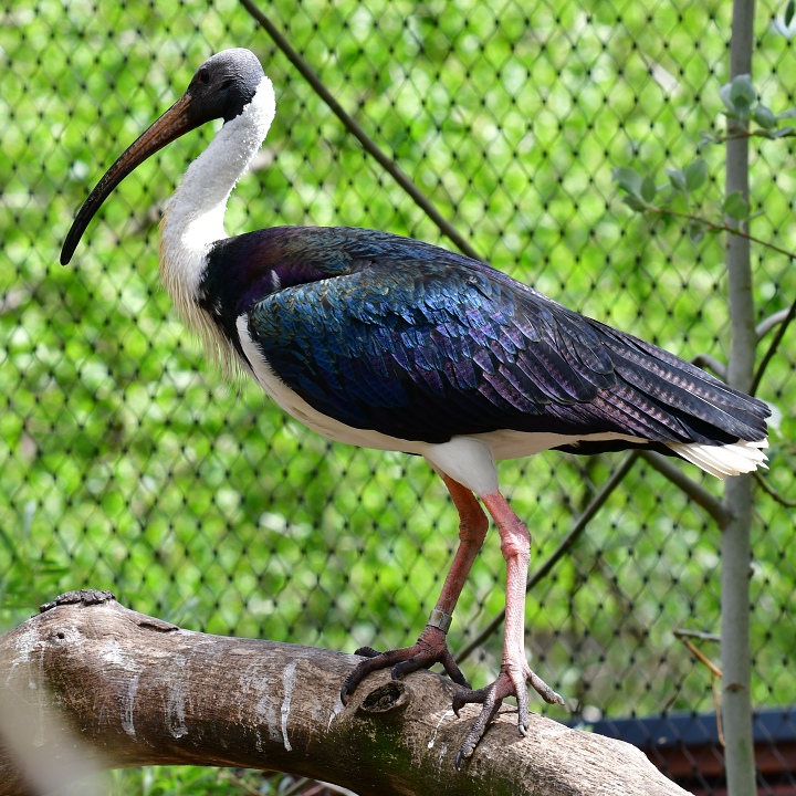 ibis lutokrk / threskiornis spinicollis