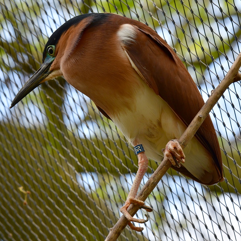 kvako rezav ''manillensis'' / nycticorax caledonicus manillensis