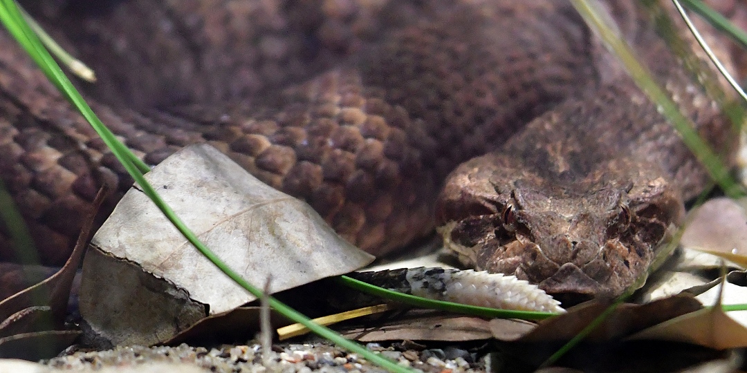 smrtono zmij / acanthophis antarcticus