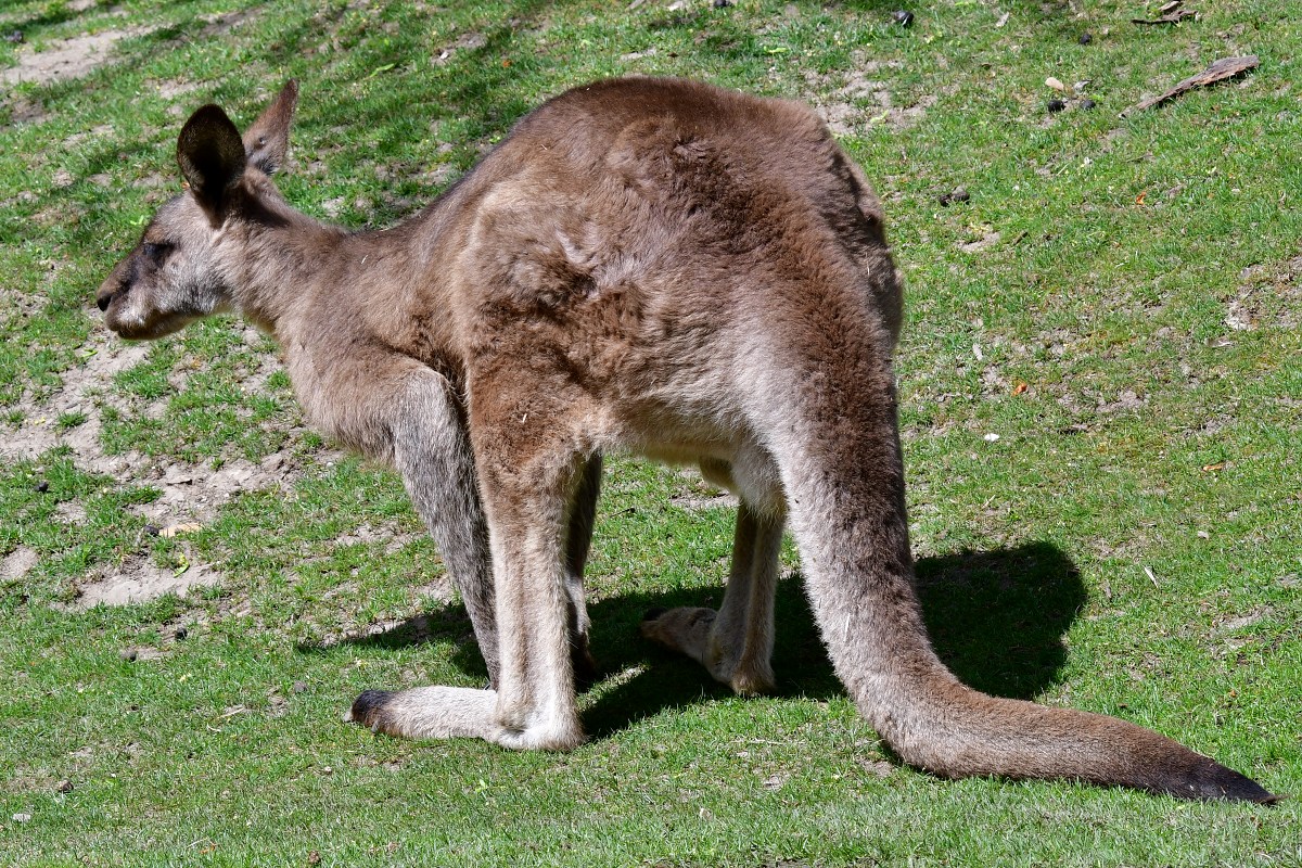 klokan obrovsk tasmnsk / macropus giganteus tasmaniensis