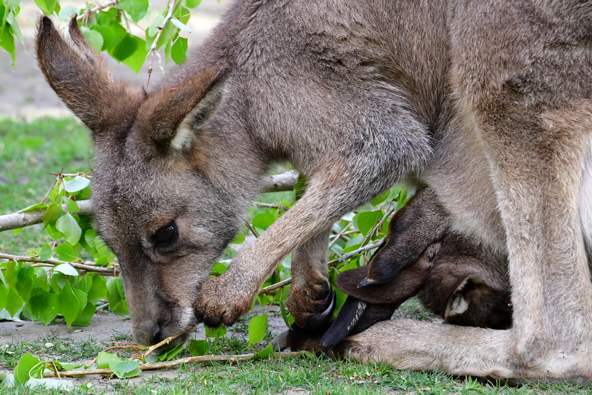 klokan obrovsk tasmnsk / macropus giganteus tasmaniensis