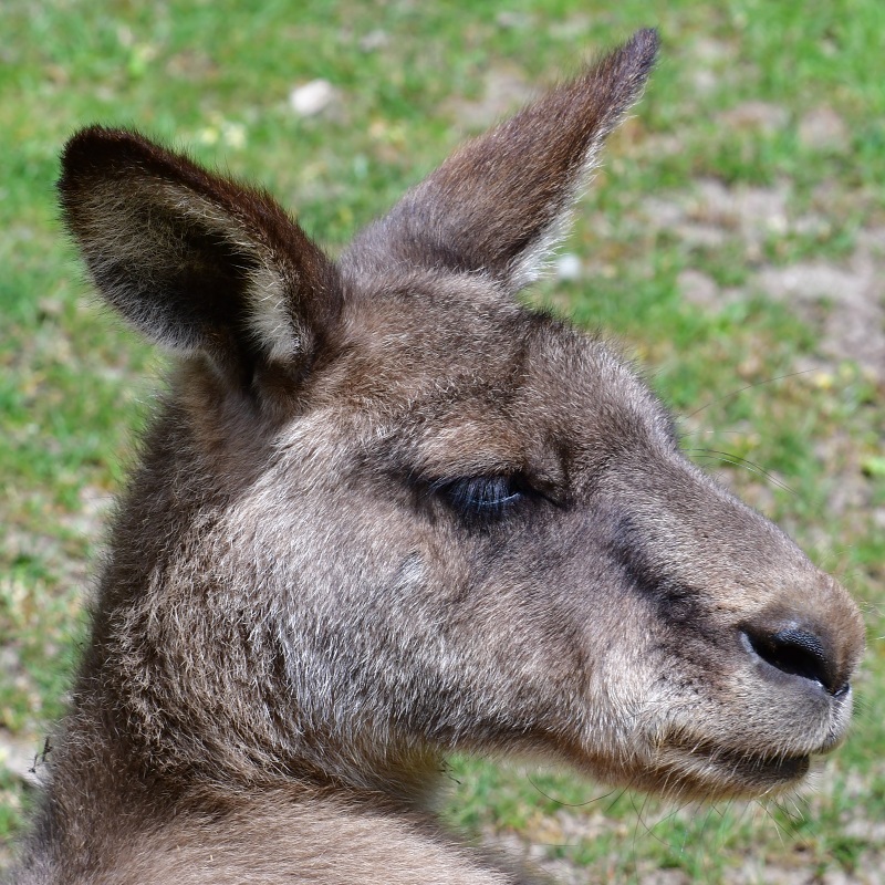 klokan obrovsk tasmnsk / macropus giganteus tasmaniensis