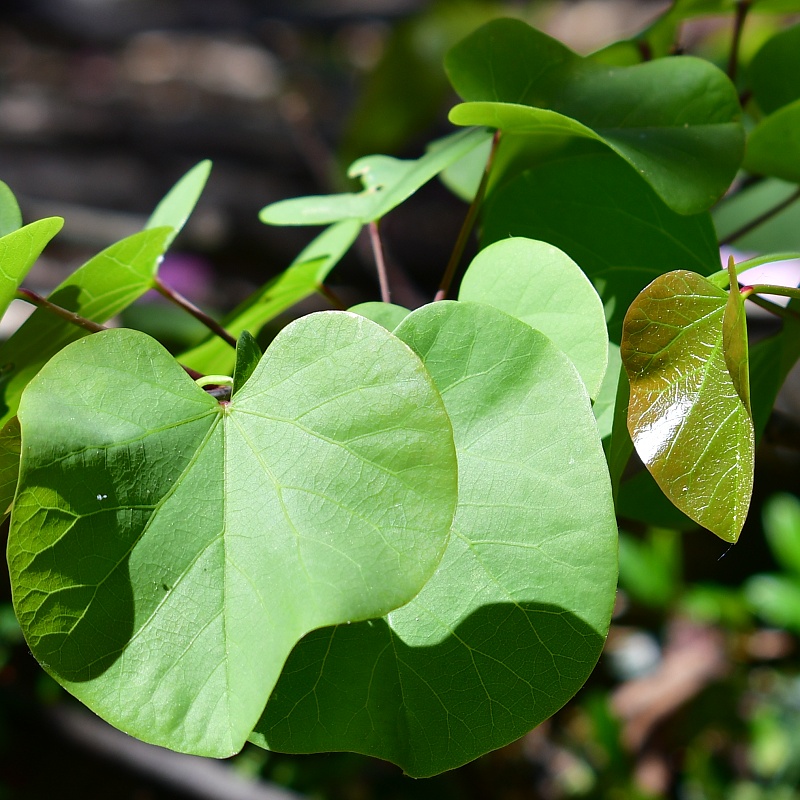 zmarlika Jidova / cercis siliquastrum