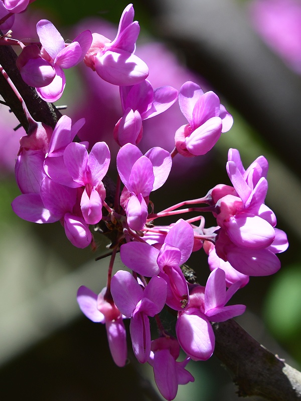 zmarlika Jidova / cercis siliquastrum