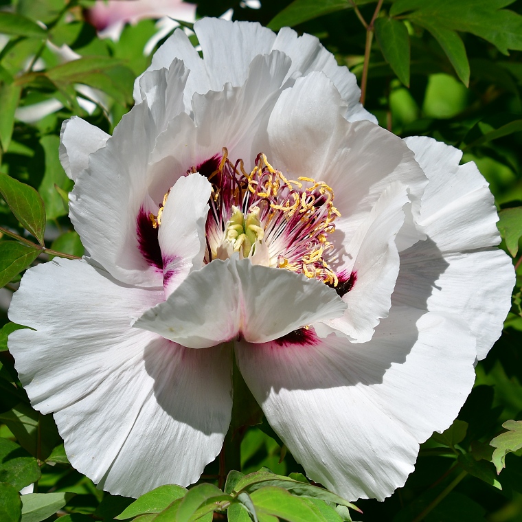 pivoka keovit / paeonia  suffruticosa