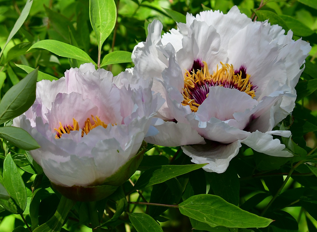 pivoka keovit / paeonia  suffruticosa