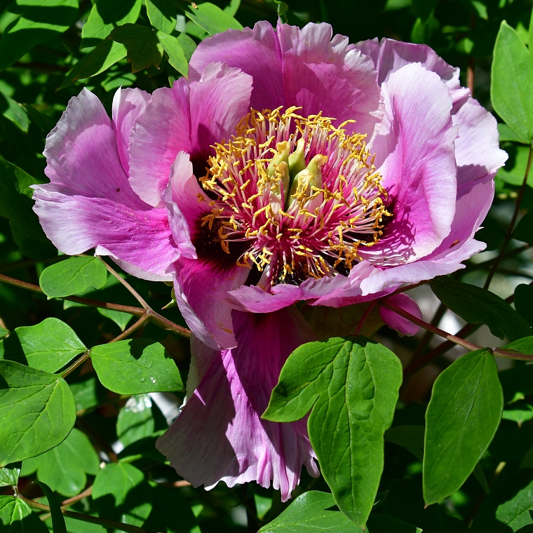 pivoka keovit / paeonia  suffruticosa