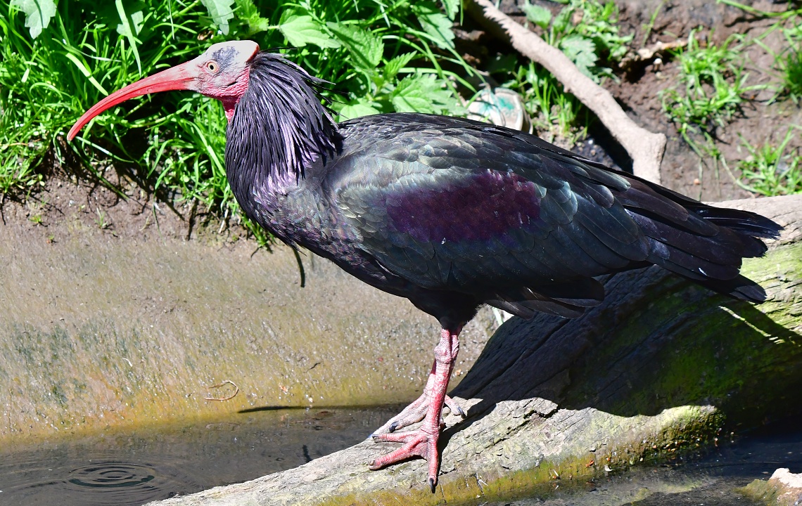 ibis skaln / geronticus eremita