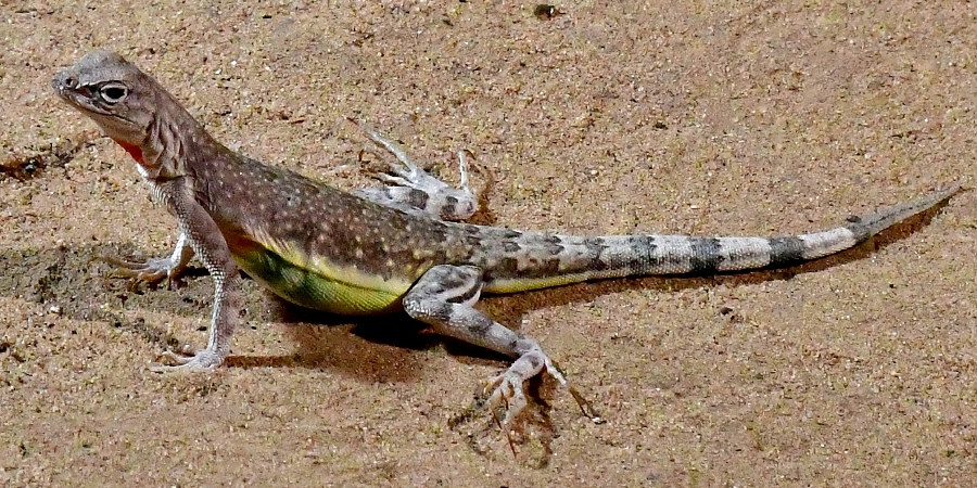 legun pruhoocas / callisaurus draconoides