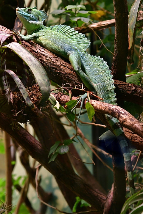 baziliek zelen / basiliscus plumifrons