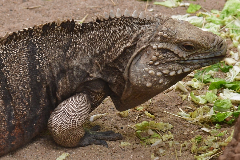 legun kubnsk / cyclura nubila nubila