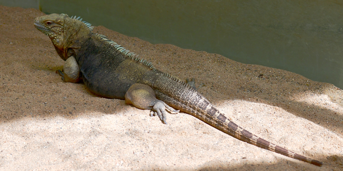 legun kubnsk / cyclura nubila nubila