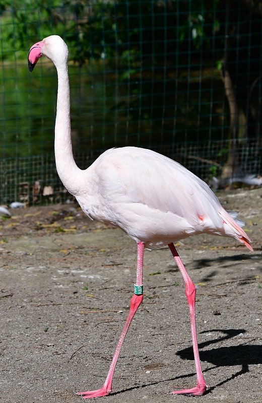 plamek rov / phoenicopterus roseus