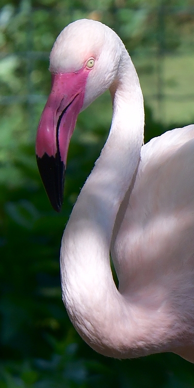 plamek rov / phoenicopterus roseus