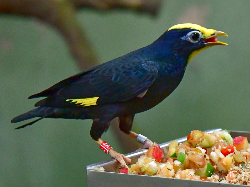 majna lutohlav / ampeliceps coronatus