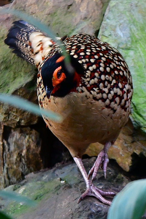 satyr perlov / tragopan caboti