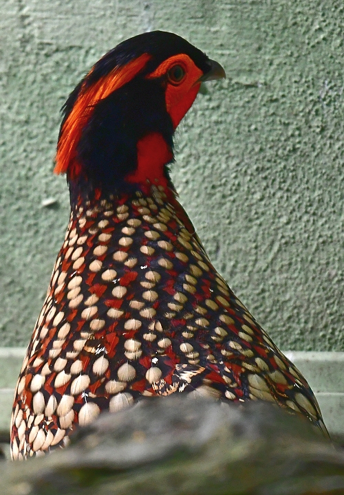 satyr perlov / tragopan caboti