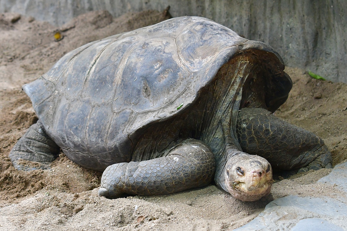 elva slon pinzonsk / chelonoidis duncanensis