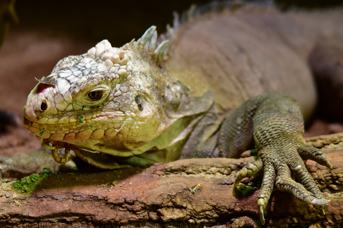 legun jedl / iguana delicatissima