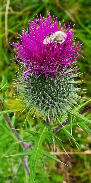 cirsium vulgare / pch obecn