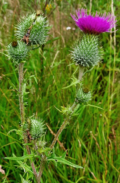 cirsium vulgare / pch obecn