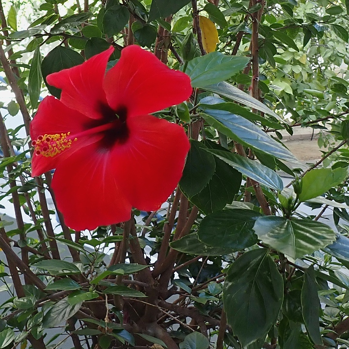 ibiek nsk / hibiscus rosa-sinensis