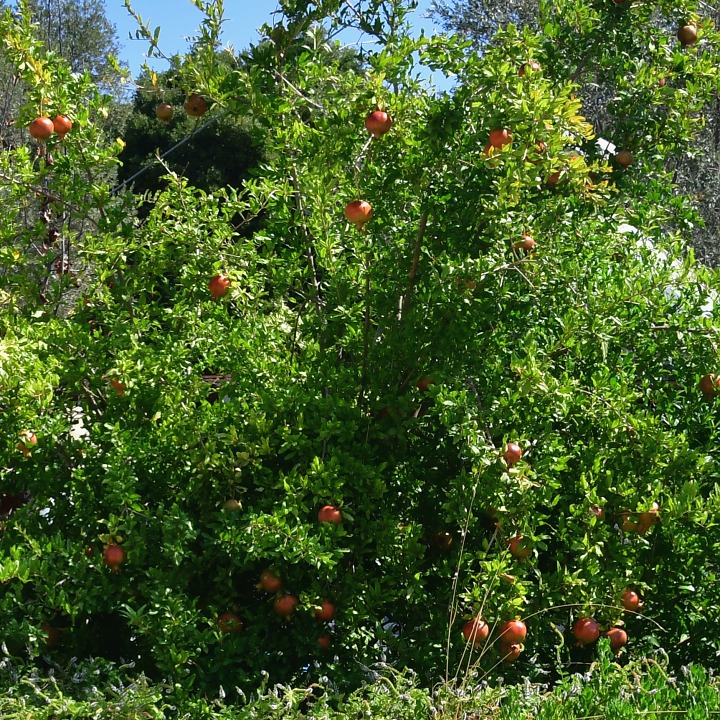 marhank grantov / punica granatum