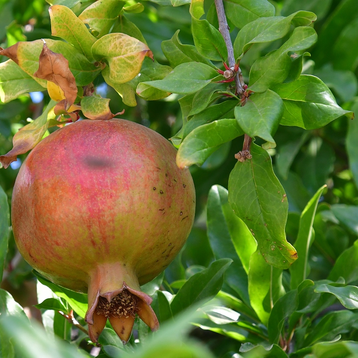 marhank grantov / punica granatum
