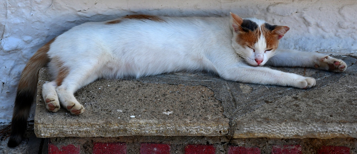 felis silvestris catus / kočka domácí