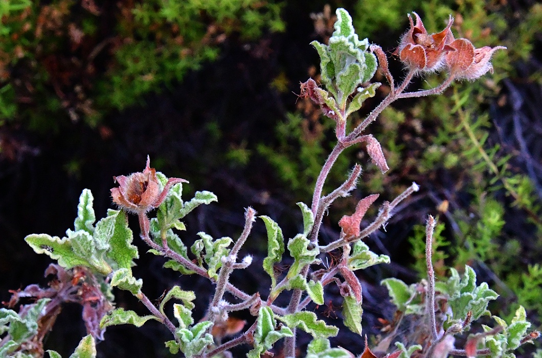 cist krtsk / cistus creticus