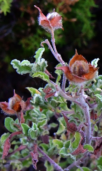 cist krtsk / cistus creticus